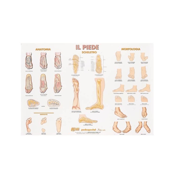POSTER IL PIEDE E LE SUE FORME