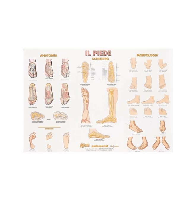 POSTER IL PIEDE E LE SUE FORME