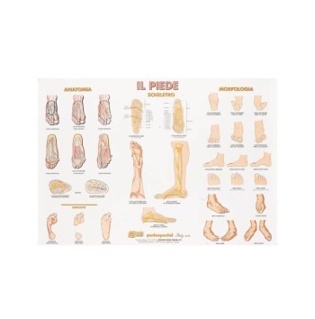 POSTER IL PIEDE E LE SUE FORME
