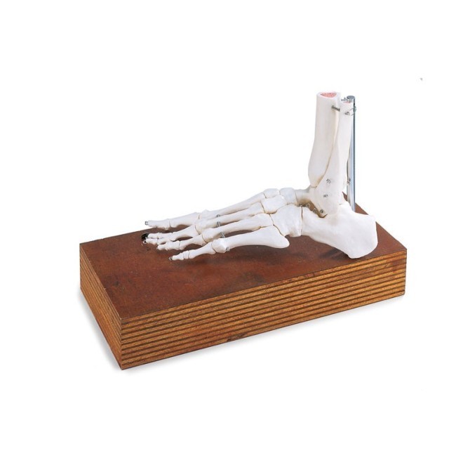 Piede "Scheletro": Produttore e Fornitore Specializzato per Professionisti - Zanni Podospecial